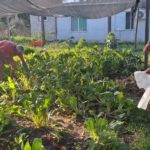 Producción y venta de verduras agroecológicas en la Huerta Municipal “Fátima”