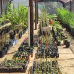 El vivero municipal produce para incrementar la masa forestal de la ciudad
