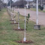 Una nueva cuadra con árboles nativos