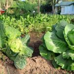 Inscribite en la capacitación en huerta agroecológica