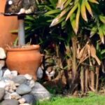 LAS ROSAS – Apareció un puma en el patio de una casa