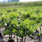 Las retenciones aumentan y la producción también