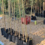 Vivero municipal, espacio de educación y producción