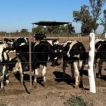 Ganadería: aprueban créditos valor producto por $3.500 millones