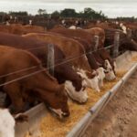 Fiebre aftosa 2026: detalles y fechas de una vacunación