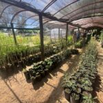 El Vivero Municipal florece y trabaja a pleno