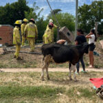 Heroico rescate de un ternero que se cayó en un pozo ciego